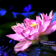 荷花图