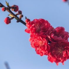 桃花赋