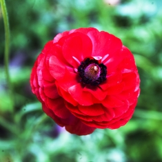 花卉