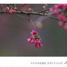 石门-鸟