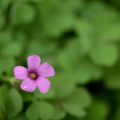 红花炸酱草