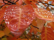 美轮美奂的雨天摄影作品