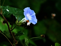 秋起再拍牵牛花