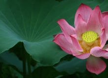 西大荷花