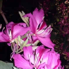 笑傲夜间不寂寞
