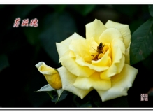 ——黄玫瑰——