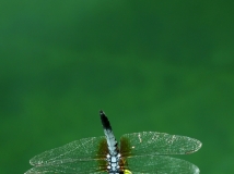 蜻蜓II