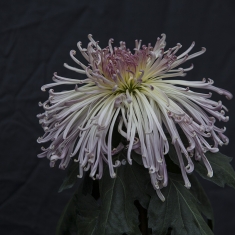 菊花续拍