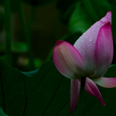 雨の荷