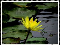 金色”荷“花