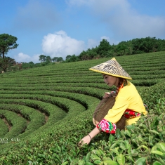 快乐采茶女
