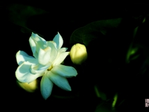 茉莉花