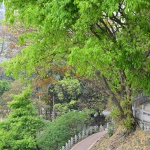 春暖花开，绿满邕城。