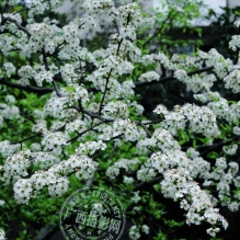 2012年度第二季（Ⅱ）——春●梨花
