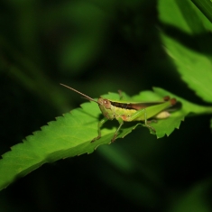 草蜢