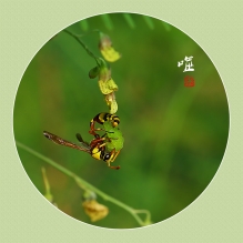 《噬》