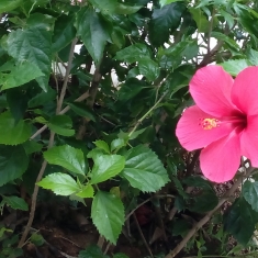 品花