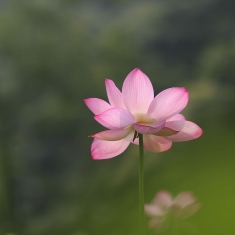 荷花池中荷花仙