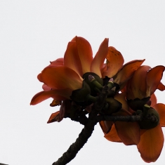 木棉花