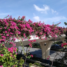 白沙大道