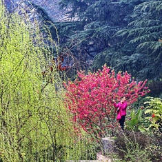 桃红柳绿又一春