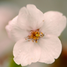 微距樱花
