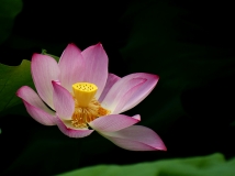 荷