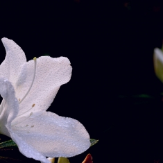 杜鹃花开