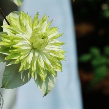 花展随拍