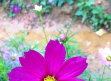 格桑花