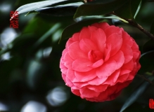 红茶花