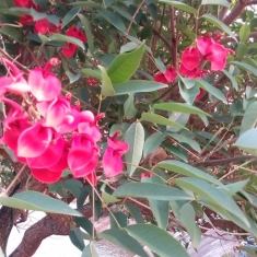 花不知名
