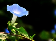 我爱牵牛花...