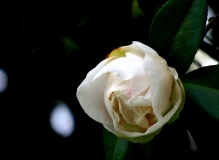 茶花