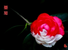 茶花迎春争奇斗艳