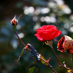 月季花