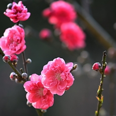 春暖花开时