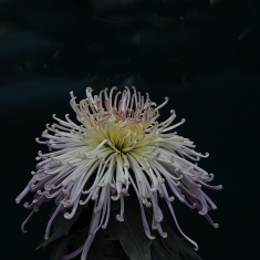秋菊