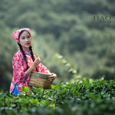 茶园春意