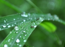 狗头拍水滴