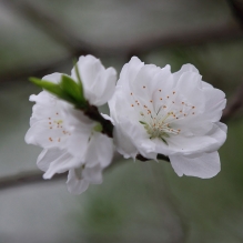 桃花美