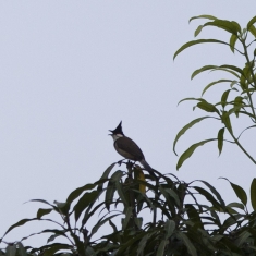 鸟儿