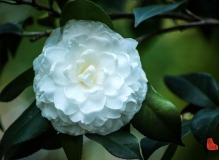 ————冰清玉洁白茶花————