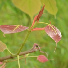 菩提本无心，皆因情未果。