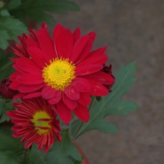 黄心菊花
