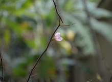 粉