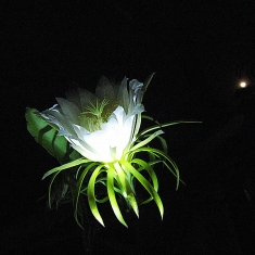 火笼果花