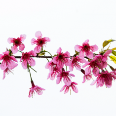 冬樱花