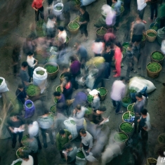 早春茶市