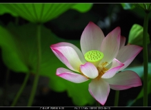 西大荷花